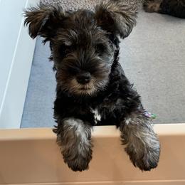 Miniature Schnauzer Puppies from Lindow Schnauzers