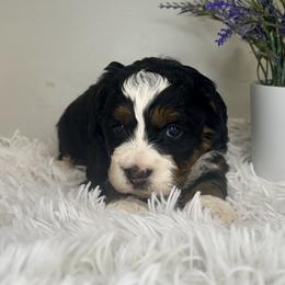 Girl 3 - Tri-color female Bernedoodle puppy in Russiaville, Indiana from Pleasant Creek Minibernedoodles