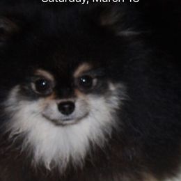 Trekker - Pomeranian