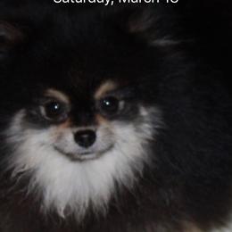 Trekker - Pomeranian