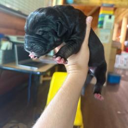 Light purple collar - Black female Great Dane puppy in Corsica, Pennsylvania from Ferguson Family Danes LLC