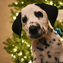 Dalmatian and Labrador Retriever Puppies from ECMO Farm Dalmatians & ECMO Farm Fox Red Labs