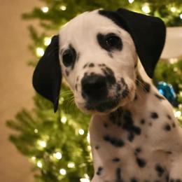 Dalmatian and Labrador Retriever Puppies from ECMO Farm Dalmatians & ECMO Farm Fox Red Labs