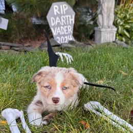 Merlot - Red tri female Miniature Australian Shepherd puppy in Massapequa, New York from All That Auss Mini Aussies