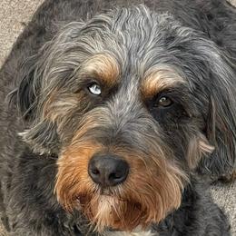 Bernedoodles, Cavapoos, and Goldendoodles from Iowa Heartland Doodles