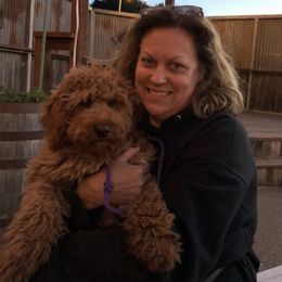 Australian Labradoodle All Grown Up from Pacific Coast Doodles