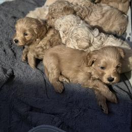 Australian Labradoodle Puppies from Tiny Treasures Australian Labradoodles