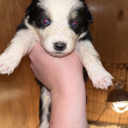 Minerva - Black & white female Australian Shepherd puppy in Nicktown, Pennsylvania from Moss Crick Australian Shepherds