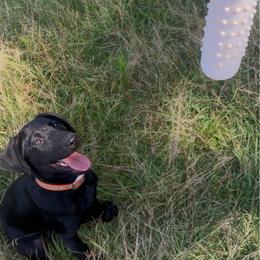 Montana - Orange Collar - Black female Labrador Retriever puppy in Hurtsboro, Alabama from PARK’s Family Farm