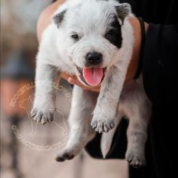 Sayaka (ASDR) - Blue speckled female Australian Cattle Dog puppy in Marana, Arizona from Impact 3rd Australian Cattle Dogs