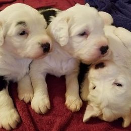 Old English Sheepdog Puppies from Phoenix Old English Sheepdogs