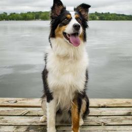 Australian Shepherd All Grown Up from Athena’s Aussies