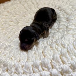 Celeste - Black and tan female Dachshund puppy in Bennett, North Carolina from Cherished Dachshunds