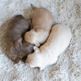 Dachshund Puppies from CTX Doxies