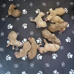 Girl 1 - Red  female Goldendoodle puppy in Placerville, California from New Dawn Poodles and Doodles