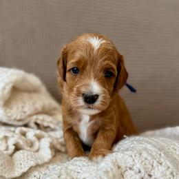 Blue - Red  male Goldendoodle puppy in Fruita Colorado, Colorado from Oodles of Teacup Doodles
