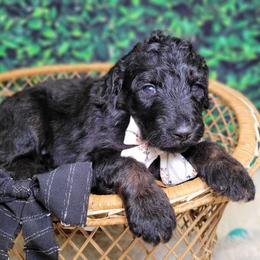 Tina - Black female Goldendoodle puppy in Woodburn, Indiana from DNLS Doodle Puppies