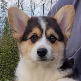 Danny - Black and tan male Pembroke Welsh Corgi puppy in Sparta, Tennessee from Poso Creek Corgis
