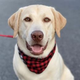 Labrador Retrievers from Swamp Dawg Labradors