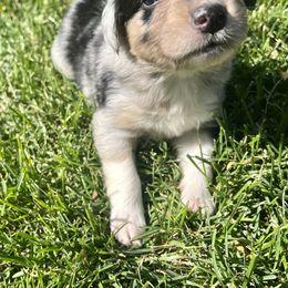 Australian Shepherd, Miniature Australian Shepherd, and Toy Australian Shepherd Puppies from V5 Mini Aussies