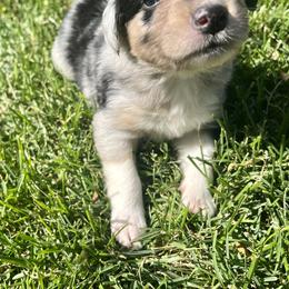 Australian Shepherd, Miniature Australian Shepherd, and Toy Australian Shepherd Puppies from V5 Mini Aussies