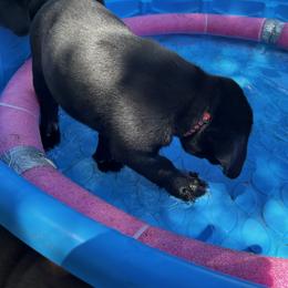 Labrador Retriever Puppies from Whispering Valley Labs