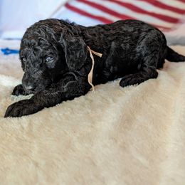 Poodle Puppies from Future Pioneers Farming