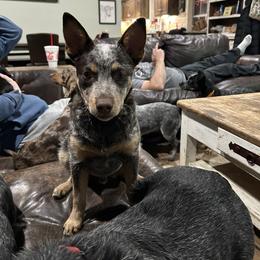Future sire- Chocee - Australian Cattle Dog