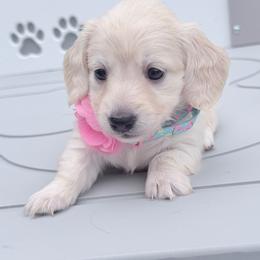 Gabby first in photo reserved - Cream female Dachshund puppy in Richmond, Virginia from Irresistible Dachshunds & Cavaliers