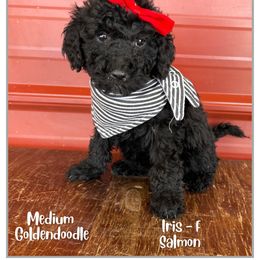 Iris - Black female Goldendoodle puppy in Fort Lupton, Colorado from Puppy Paws Colorado