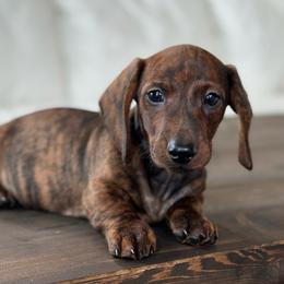 Bricker - Brindle male Dachshund puppy in Crystal, Michigan from Mare-Bella Smoothcoat Edition