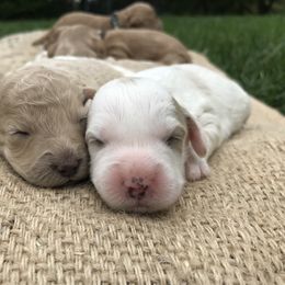 Australian Labradoodle Puppies from Wild Daisy Labradoodles
