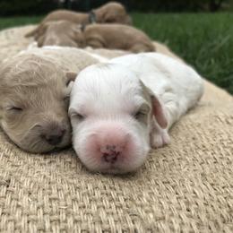 Australian Labradoodle Puppies from Wild Daisy Labradoodles