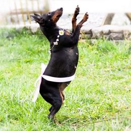 Ibizan Hound and Manchester Terrier Puppies from Dugualla
