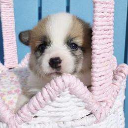 Cassia - Red female Pembroke Welsh Corgi puppy in Griffin, Georgia from Rollnoaks & Cottontail AKC Pembroke Welsh Corgis