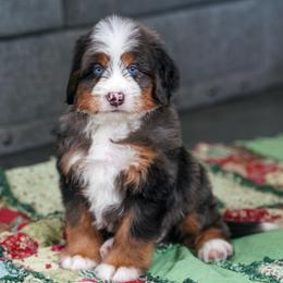 Patch - Merle male Bernedoodle puppy in Dundee, Ohio from Down Home Doodle