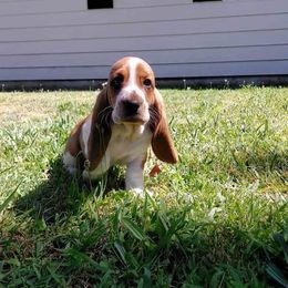 Basset Hound and Bloodhound Puppies from HNH Hounds