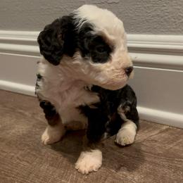 Oreo - Tri-color female Bernedoodle puppy in Los Angeles, California from Bernied00dle Love