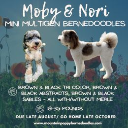 Bernedoodle puppies from Mountain Poppy Bernedoodles