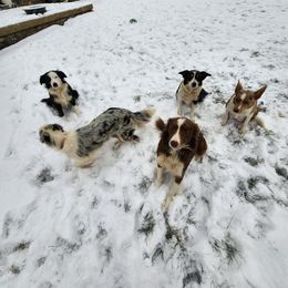 Border Collie Puppies from Cullins Collies