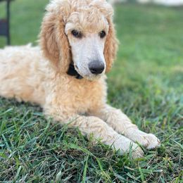 Ruddy - Apricot male Poodle puppy in Randallstown, Maryland from Parson Standards