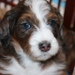 Australian Mountain Doodle puppies from Island View Poodles & Doodles