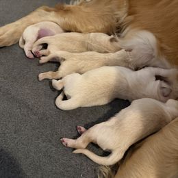 Female pick number 4 - Light golden female Golden Retriever puppy in Colville, Washington from Columbia Ridge Goldens