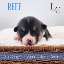 Reef - Black and tan male Pembroke Welsh Corgi puppy in Pine Village, Indiana from NL Horsemanship