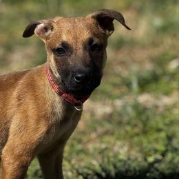 Boy 3 - male Dutch Shepherd puppy in Clarksville, Tennessee from Vuurhart Herders