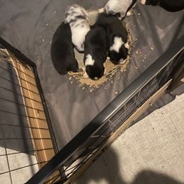 Australian Shepherd Puppies from Sydney’s Sweethearts