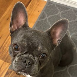 Cerchee - French Bulldog