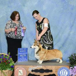 Runner - Pembroke Welsh Corgi