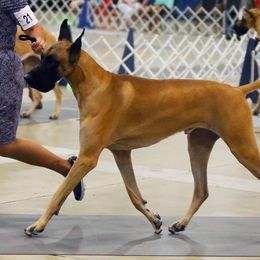 Great Danes from Lagarda's Rose Gold