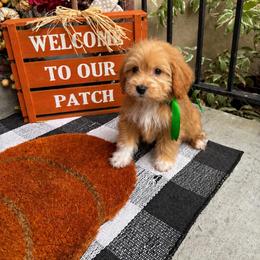 Firecracker - Red  male Goldendoodle puppy in Herriman, Utah from Gypsi Doodles & Poodles LLC.